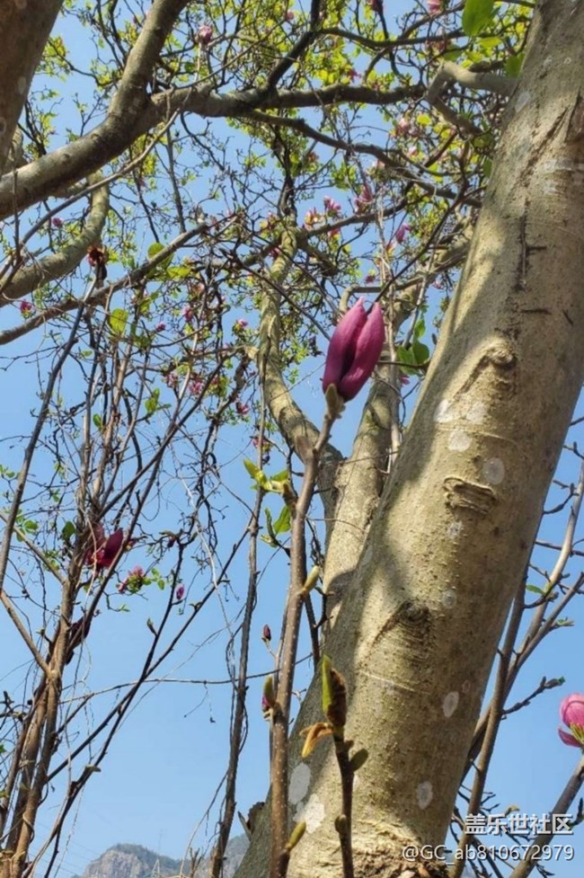 【折疊屏手機(jī)里的春夏秋冬】春花爛漫