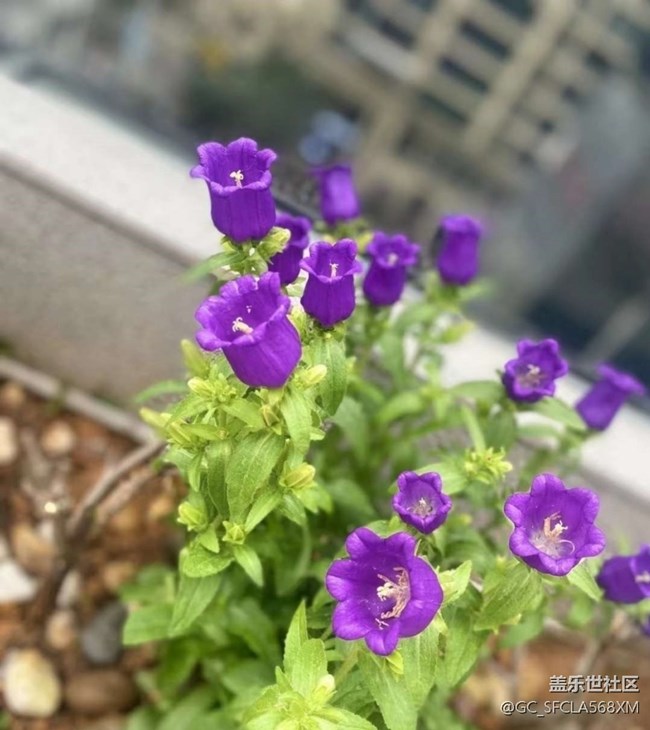 【折疊屏手機里的春夏秋冬】春天的花園