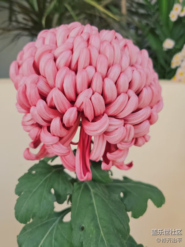 【2026第一縷光】塘花塢里賞菊花