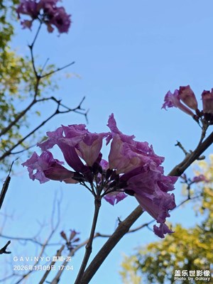 【鏡頭里的故事】先花后葉異木棉