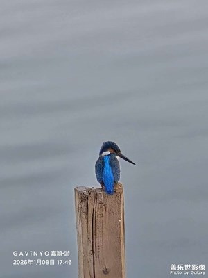 【鏡頭里的故事】翠鳥(niǎo)獵影 B