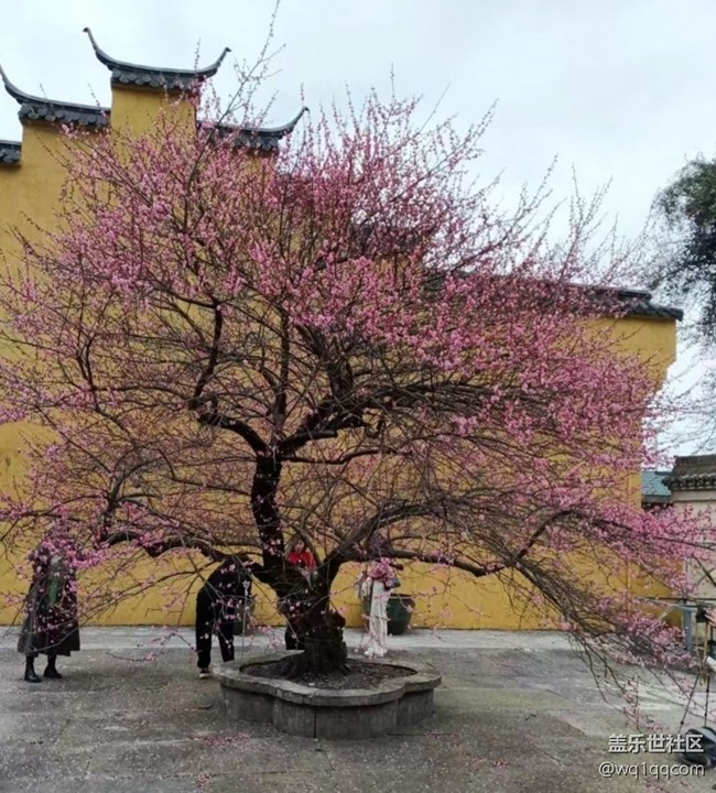 【折疊屏手機(jī)里的春夏秋冬】春光無限好