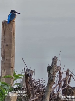 【鏡頭里的故事】翠鳥(niǎo)獵影 C