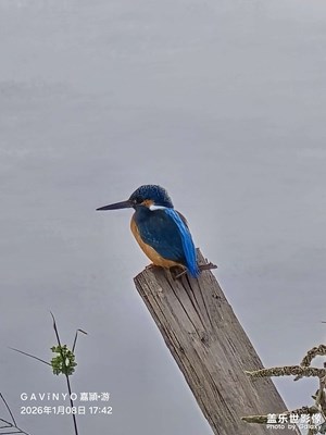 【鏡頭里的故事】翠鳥(niǎo)獵影 A