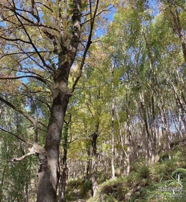 【折疊屏手機里的春夏秋冬】楓情