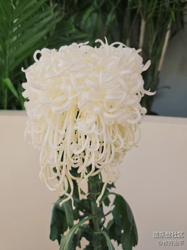 【2026第一縷光】塘花塢里賞菊花