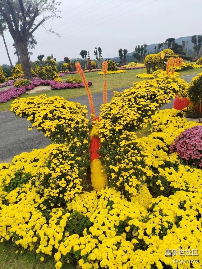 【折疊屏手機里的春夏秋冬】菊園