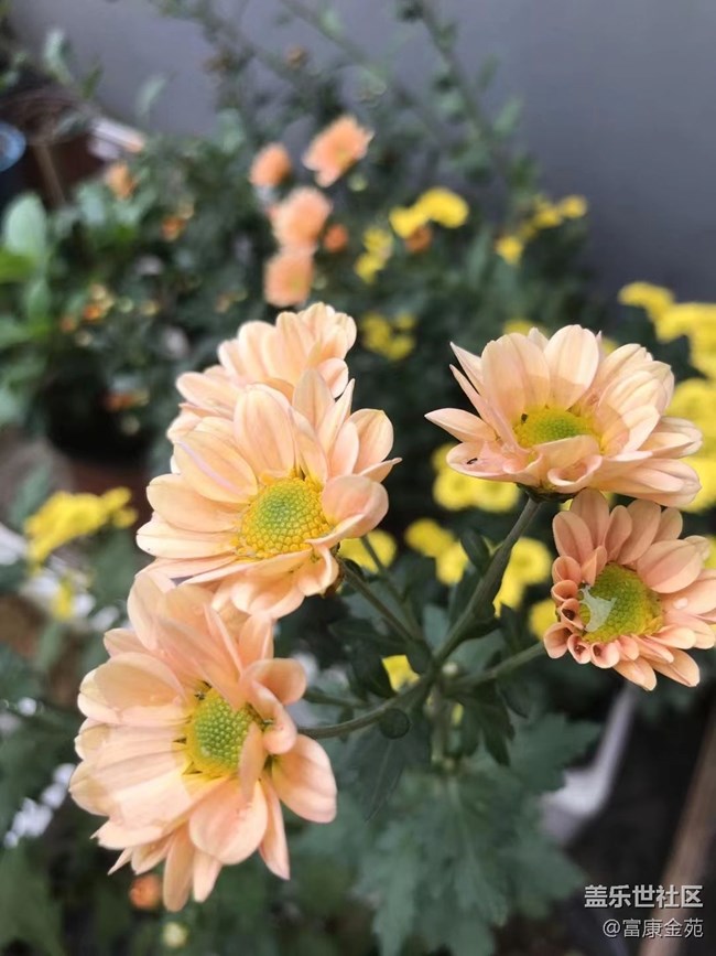 【折疊屏手機里的春夏秋冬】大自然