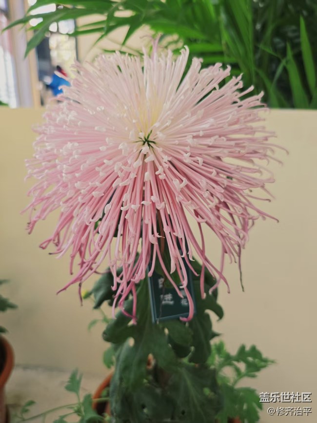 【2026第一縷光】塘花塢里賞菊花