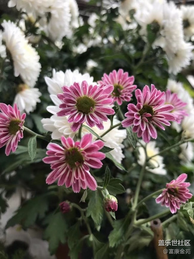 【折疊屏手機里的春夏秋冬】大自然