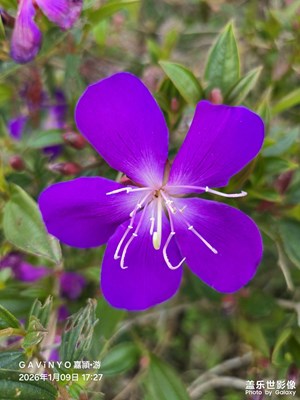 【鏡頭里的故事】巴西野牡丹花