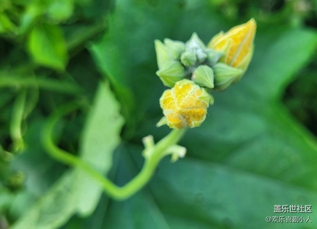 【折疊屏手機(jī)里的春夏秋冬】花與蟲