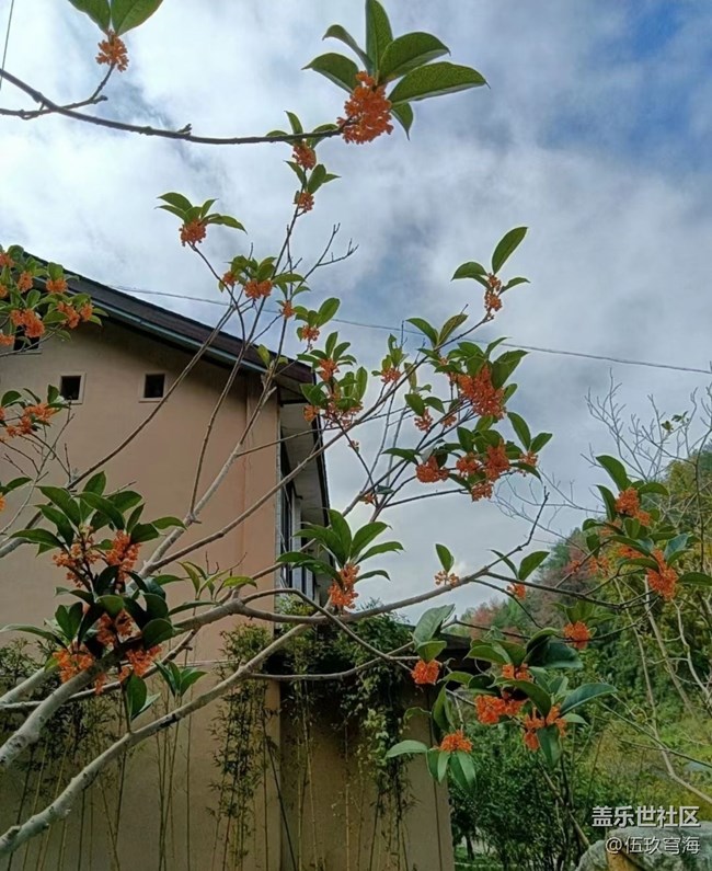 【折疊屏手機(jī)里的春夏秋冬】桂花飄香