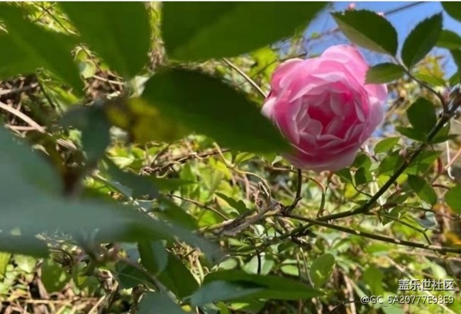 【折疊屏手機(jī)里的春夏秋冬】春天隨拍