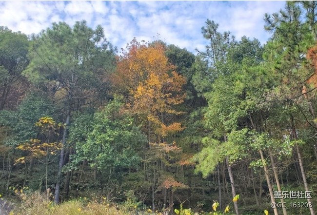 【折疊屏手機里的春夏秋冬】秋季山林