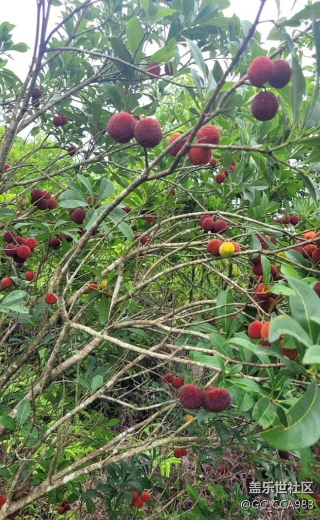 【折疊屏手機(jī)里的春夏秋冬】楊梅