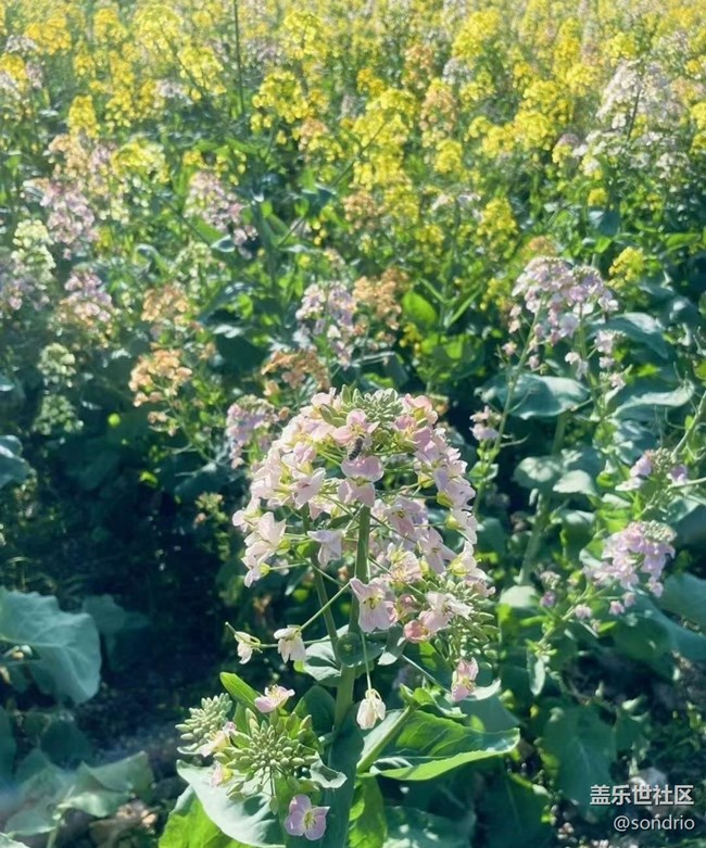 【折疊屏手機(jī)里的春夏秋冬】春景