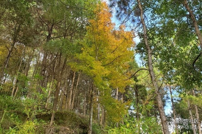 【折疊屏手機里的春夏秋冬】秋季山林