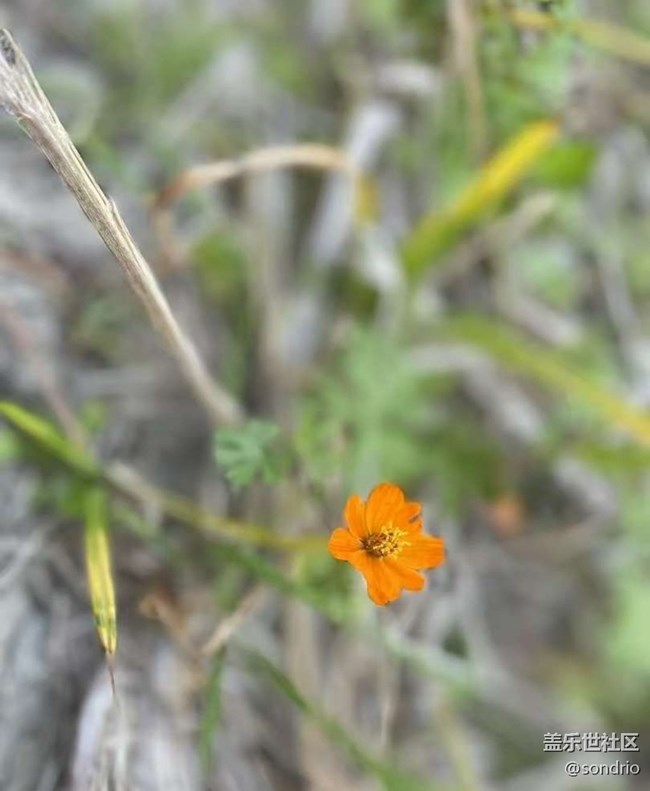 【折疊屏手機(jī)里的春夏秋冬】春景