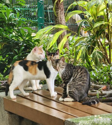 黑社會大佬聚會