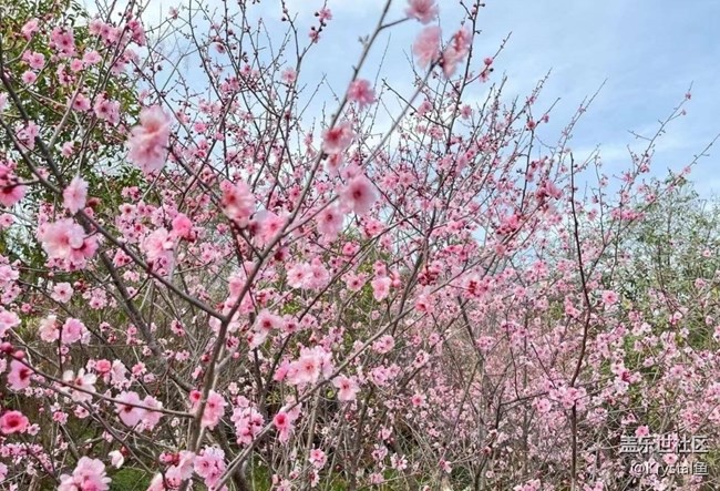 【折疊屏手機(jī)里的春夏秋冬】花開滿園