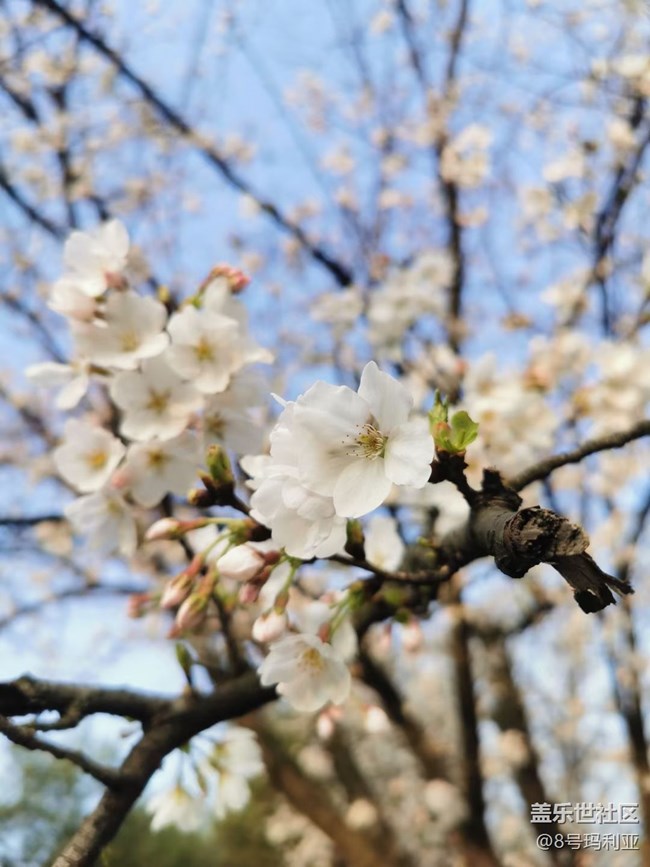 【折疊屏手機(jī)里的春夏秋冬】櫻花