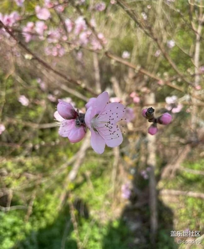 【折疊屏手機(jī)里的春夏秋冬】春景