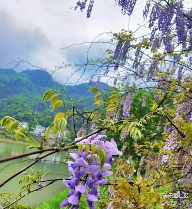 【折疊屏手機(jī)里的春夏秋冬】紫藤花