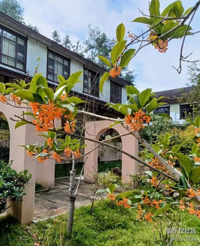 【折疊屏手機(jī)里的春夏秋冬】桂花飄香