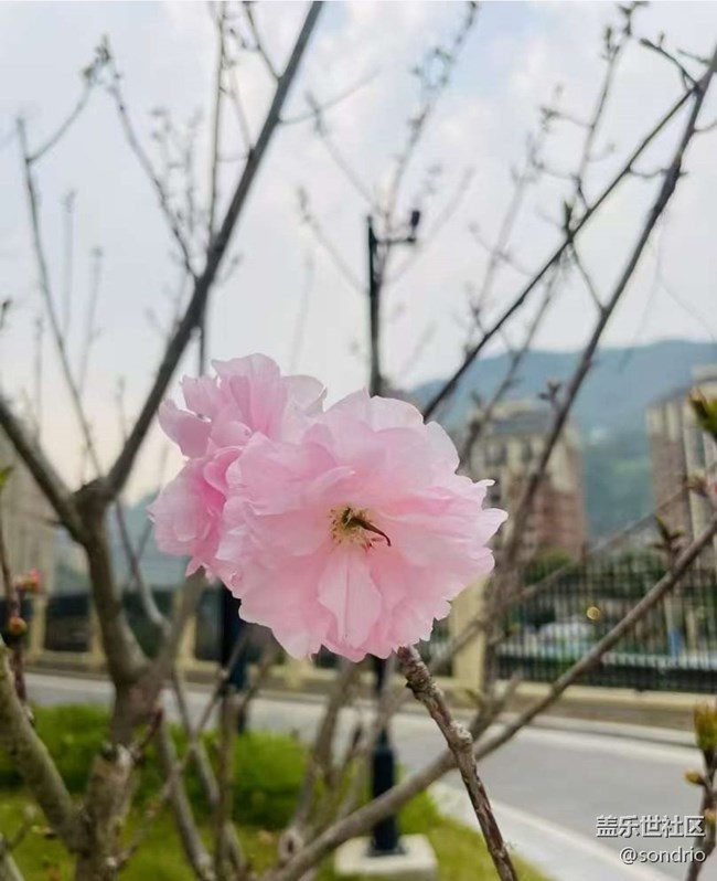 【折疊屏手機(jī)里的春夏秋冬】春景