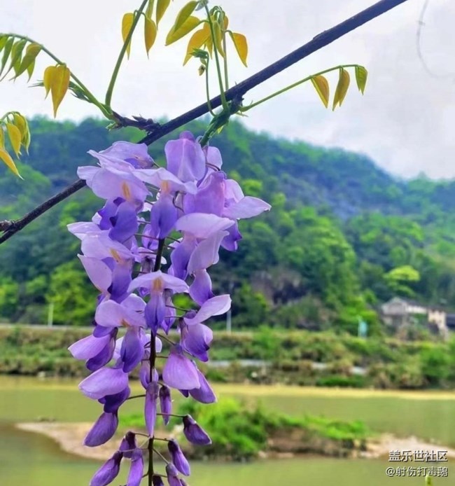 【折疊屏手機(jī)里的春夏秋冬】紫藤花