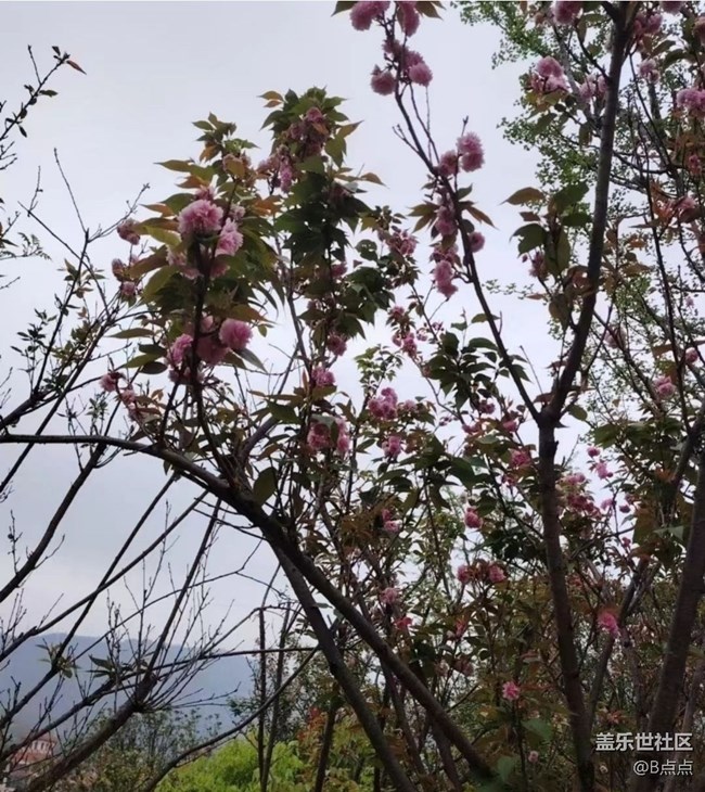 【折疊屏手機(jī)里的春夏秋冬】鳥(niǎo)語(yǔ)花香