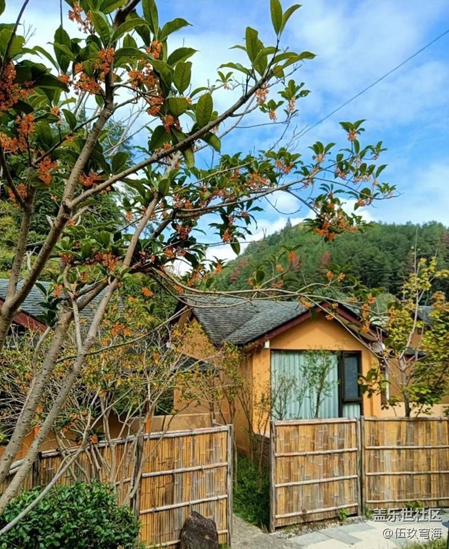 【折疊屏手機(jī)里的春夏秋冬】桂花飄香