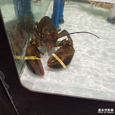 鏡頭里的故事 海鮮