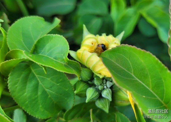 【折疊屏手機(jī)里的春夏秋冬】花與蟲