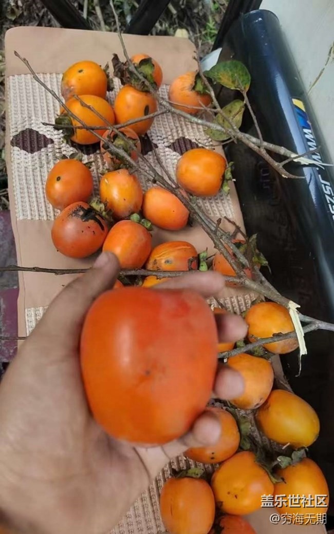 【折疊屏手機里的春夏秋冬】秋柿