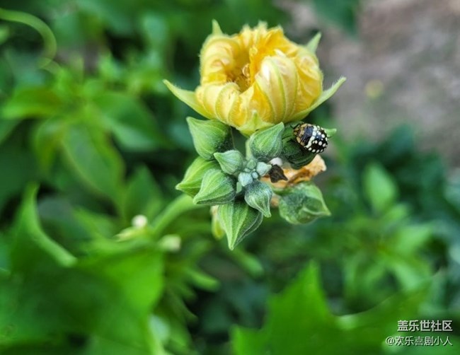 【折疊屏手機(jī)里的春夏秋冬】花與蟲