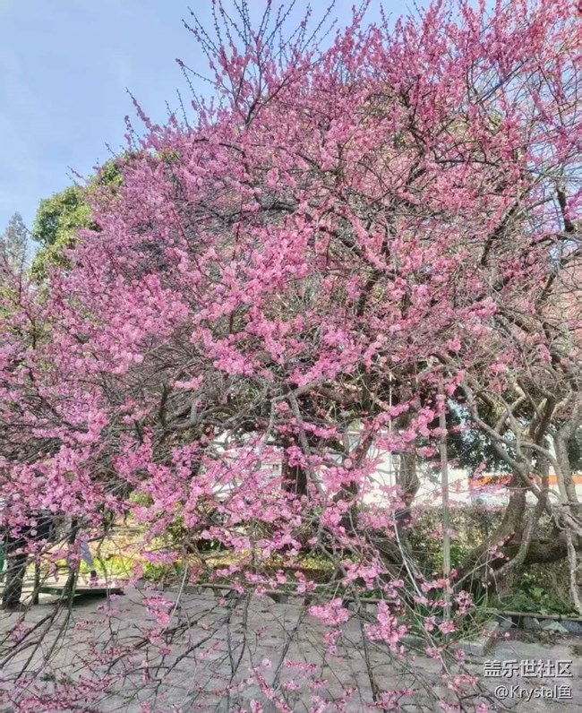 【折疊屏手機(jī)里的春夏秋冬】花開滿園