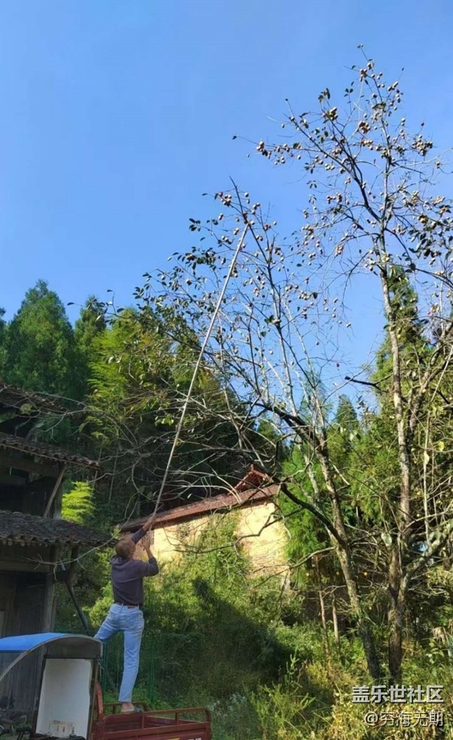 【折疊屏手機里的春夏秋冬】秋柿