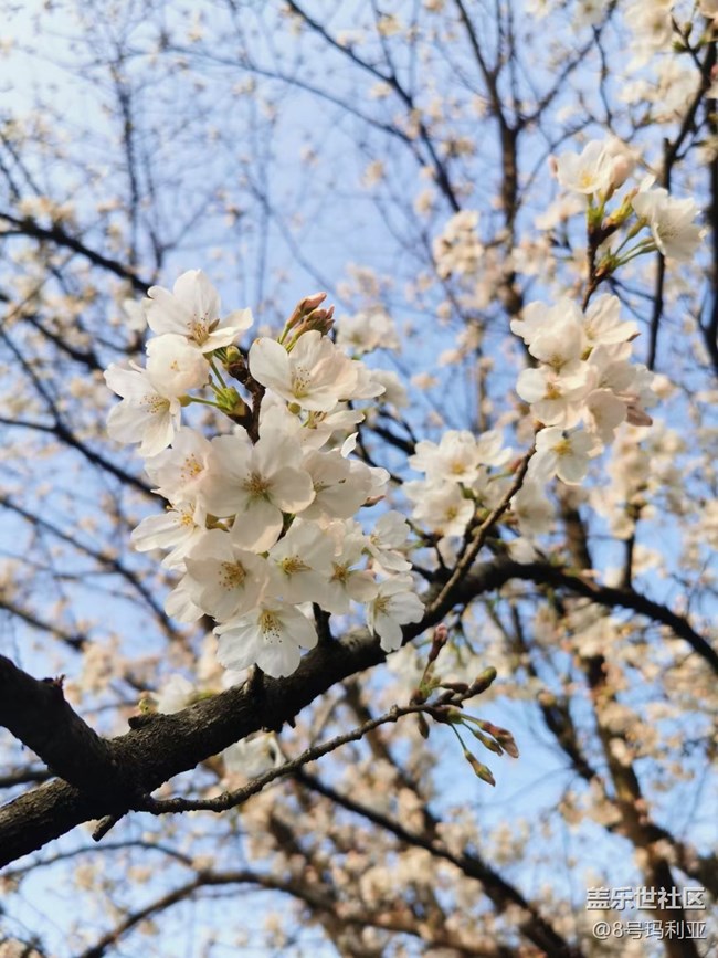 【折疊屏手機(jī)里的春夏秋冬】櫻花