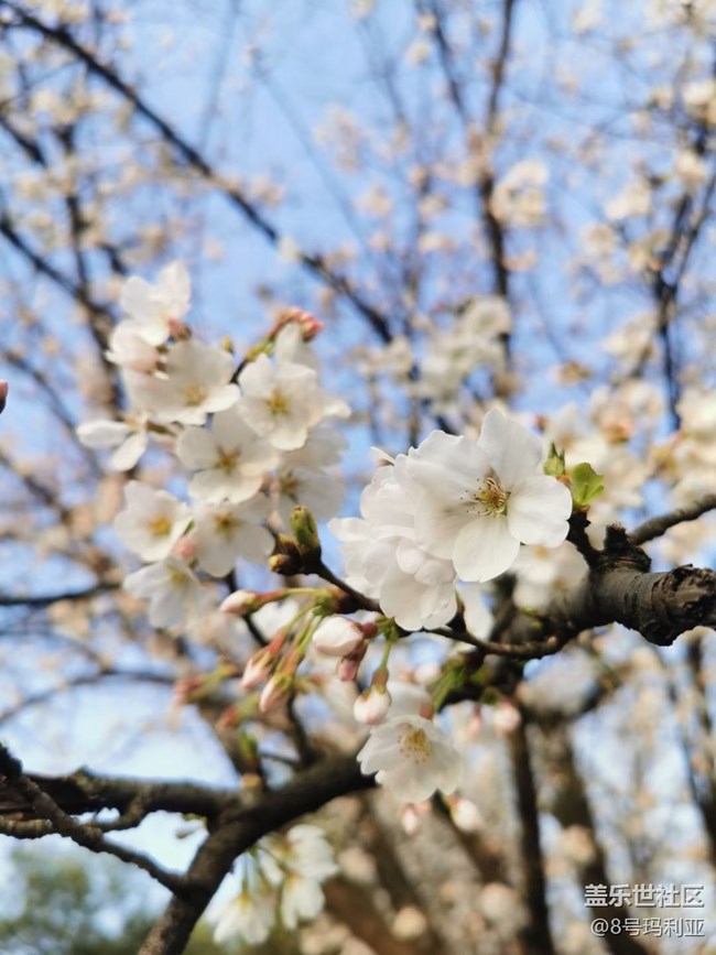【折疊屏手機(jī)里的春夏秋冬】櫻花