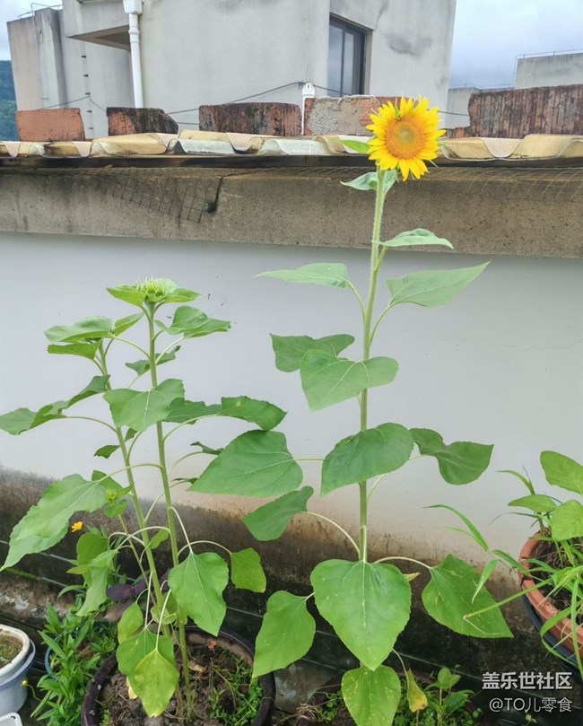 【折疊屏手機里的春夏秋冬】夏日花