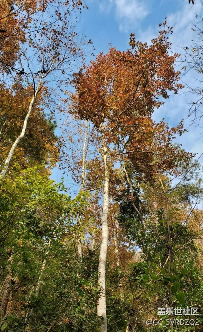 【折疊屏手機(jī)里的春夏秋冬】美麗秋季