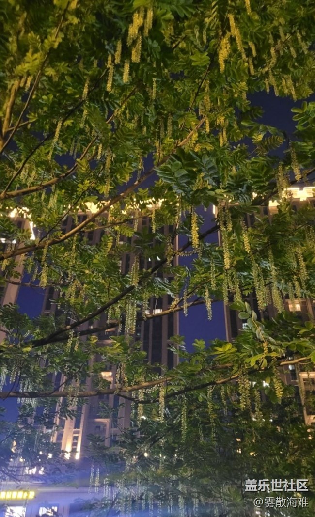 【折疊屏手機(jī)里的春夏秋冬】蒼蠅樹