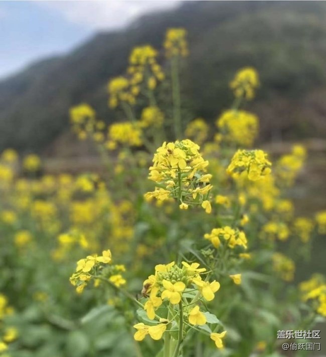 【折疊屏手機里的春夏秋冬】美好春天