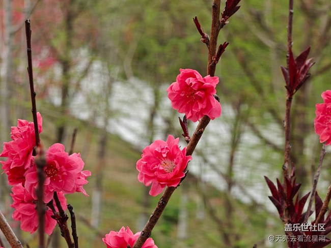 【觸得到的冬日肌理】花開富貴