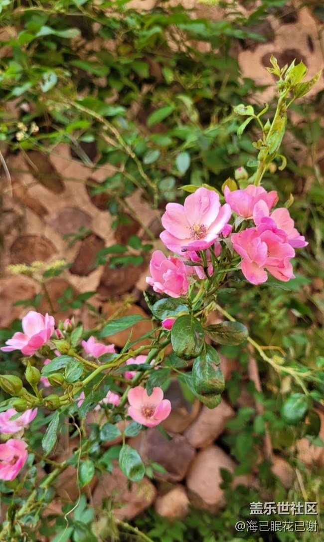 【折疊屏手機(jī)里的春夏秋冬】秋花燦爛