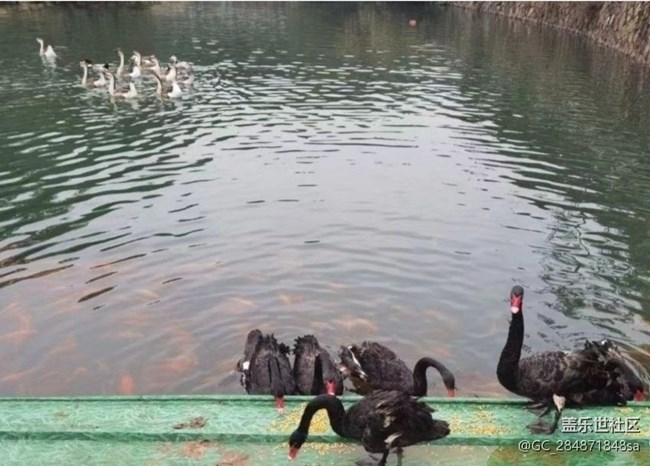 【折疊屏手機(jī)里的春夏秋冬】銀杏