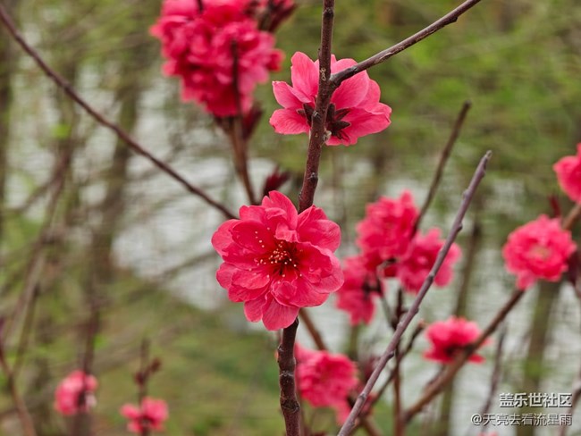【觸得到的冬日肌理】花開富貴