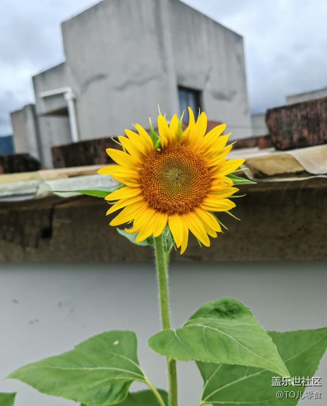 【折疊屏手機里的春夏秋冬】夏日花